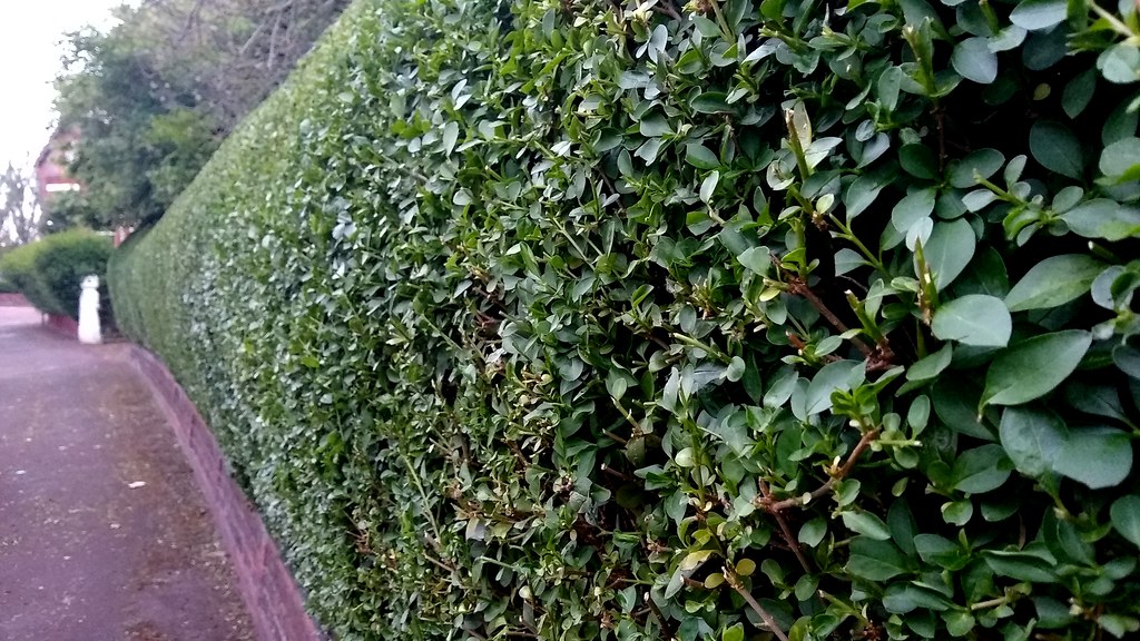 hedge after been cut