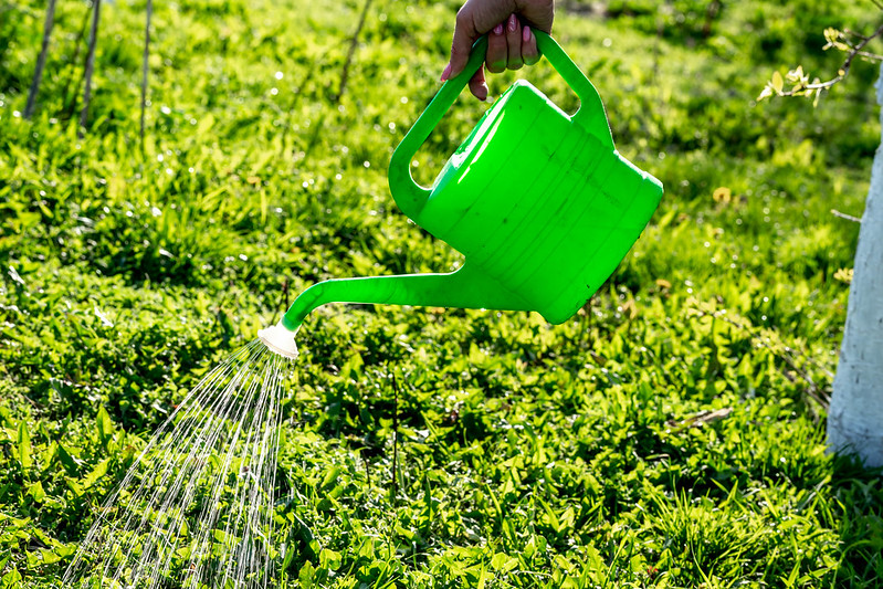 watering grass lawn